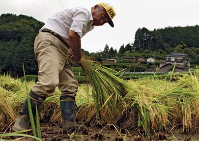 Trong 2 thập kỷ qua, diện tích nông trại bị bỏ hoang, không được canh tác tại Nhật đã tăng gấp đôi lên mức 420 nghìn hecta - Ảnh: Reuters.
