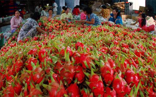 Theo Hiệp hội Rau quả Việt Nam, xuất khẩu rau quả những tháng đầu năm 
2013 đã có những tín hiệu đáng mừng. Kim ngạch xuất khẩu quý 1 đạt 187 
triệu USD, tăng 10% so với cùng kỳ năm 2012. 