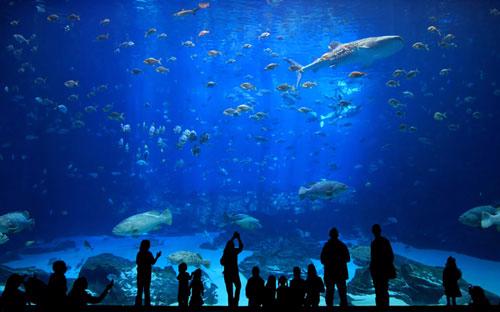 Vinpearl Aquarium, nơi du khách có thể khám phá đến tận cùng các góc độ và các hoạt động của sự sống dưới đáy đại dương.