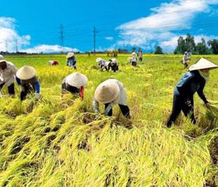 Theo ước tính, vụ Hè thu năm 2009, nông dân các tỉnh đồng bằng sông Cửu Long sản xuất được khoảng 2 triệu tấn gạo hàng hóa.