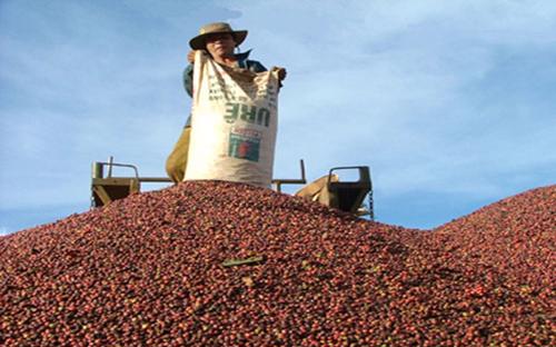 Hiện cả nước có khoảng 150 doanh nghiệp xuất khẩu cà phê, cùng hơn 3.000 đại lý tham gia thu mua cà phê.