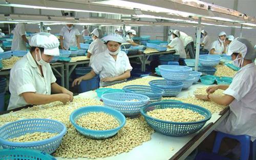 Hàng năm Việt Nam phải nhập khẩu trên 1 triệu trong tổng số 1,4 triệu tấn điều thô dùng để chế biến. <br>