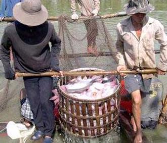 Cá tra, cá ba sa Việt Nam từng rơi vào cảnh bị kiện chống bán phá giá tại Mỹ.
