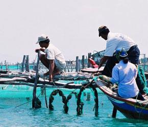 Các cảng cá cũng sẽ nằm trong danh mục kiểm tra của thanh tra EU - Ảnh: Việt Tuấn