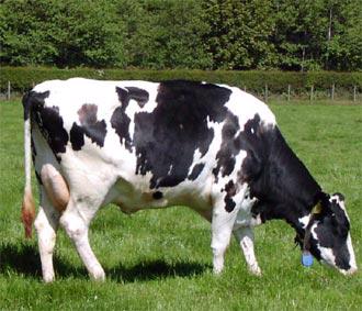 Bệnh lở mồm long móng đã xuất hiện tại một trại nuôi bò ở Guildford, thuộc khu vực Surey, gần thủ đô London.