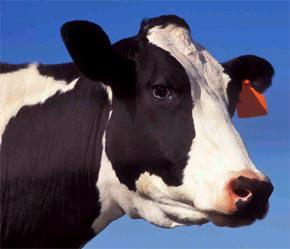 Trung Quốc tiến hành lệnh cấm đối với thịt bò của Mỹ từ năm 2003 sau khi bùng phát dịch bò điên ở Mỹ.