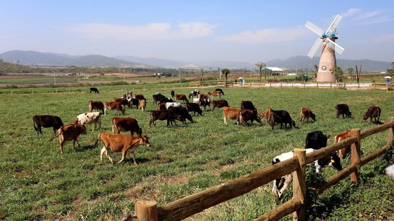 Ngoài các trang trại bò sữa Organic tại Việt Nam, Vinamilk đã đầu tư xây dựng một dự án tổ hợp trang trại Organic tại Lào với quy mô 4.000 con.
