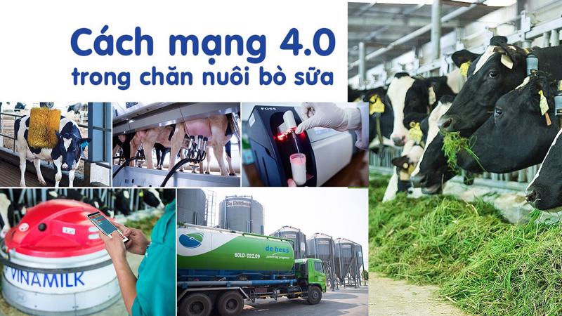 Cách mạng 4.0 trong chăn nuôi bò sữa giúp việc quản lý và vận hành trang trại tối ưu hóa được hiệu quả.