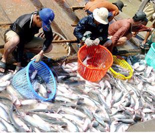Cá tra, ba sa của Việt Nam được xuất khẩu đến nhiều nước trên thế giới