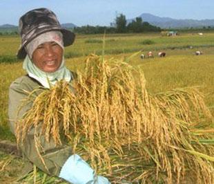 Người trồng lúa mong hạt gạo có đầu ra ổn định.