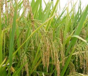 Nguồn cung gạo sẽ chỉ được cải thiện vào giữa tháng 7/2007, khi mà vụ lúa hè thu ở ĐBSCL bắt đầu thu hoạch.