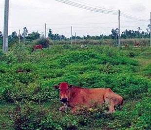 Nhiều năm qua khu dân cư - đô thị Mỹ Phước (Tân Phước, Tiền Giang) thành bãi hoang để chăn thả bò. Ở ĐBSCL đang có nhiều khu dân cư - đô thị chung số phận như vậy.