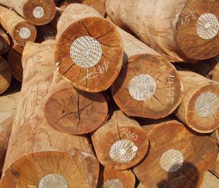 Hiện gỗ nguyên liệu là một trong những mặt hàng Việt Nam phải nhập khẩu từ Myanmar.