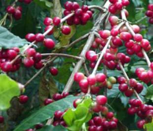 Trượt theo giá, sản lượng xuất khẩu cà phê của Việt Nam cũng sút giảm mạnh tại các thị trường trọng điểm.
