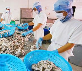 Các doanh nghiệp phải cung cấp đầy đủ thông tin cần thiết khi đăng ký kiểm tra lô hàng thủy sản xuất khẩu vào EU - Ảnh: Việt Tuấn.