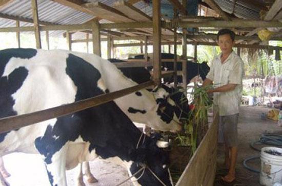 Chăn nuôi bò sữa quy mô hộ vẫn cần được tiếp tục phát triển trong những năm tới.