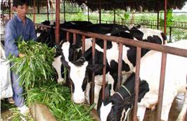 Sau khi điều chỉnh, giá thu mua sữa của Vinamilk là từ 11.300- 12.000 đồng/kg.