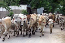 Tình trạng nhập lậu trâu bò ồ ạt vào Việt Nam đang có xu hướng tăng.