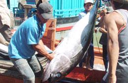 Bão số 9 đổ bộ vào miền Trung nước ta đã khiến cho sản lượng khai thác cá ngừ giảm.
