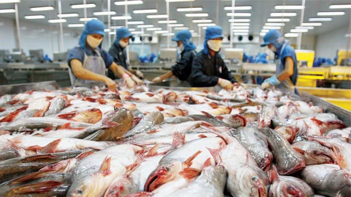 Kiểm soát chặt chẽ chất lượng cá tra, basa xuất khẩu sang Trung Quốc.