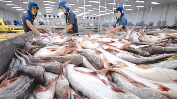 Kim ngạch xuất khẩu cá tra năm 2018 đạt 2,26 tỷ USD. Ảnh minh họa