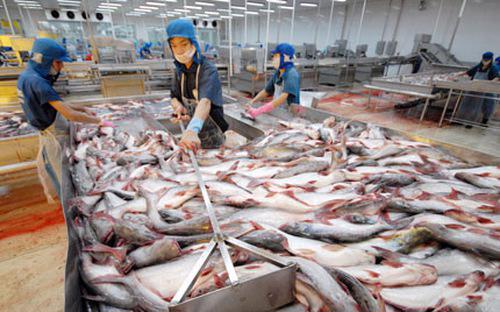 9 tháng đầu năm, top 3 thị trường xuất khẩu cá tra hàng đầu của Việt Nam, gồm: Trung Quốc - Hồng Kông Mỹ và EU nhưng chỉ duy nhất thị trường Trung Quốc - Hồng Kông tăng trưởng, 2 thị trường Mỹ và EU đều sụt giảm.