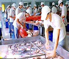Các lô hàng cá da trơn nhập khẩu vào Mỹ sẽ phải trình chứng từ xác định loài.