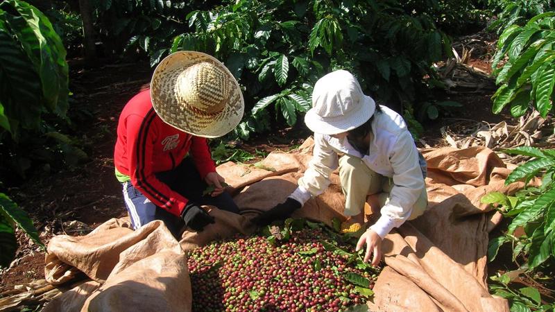 sản lượng cà phê niên vụ 2017 - 2018 của Việt Nam ước đạt 1,55 triệu tấn, tăng 100.000 tấn so với niên vụ 2016 - 2017.