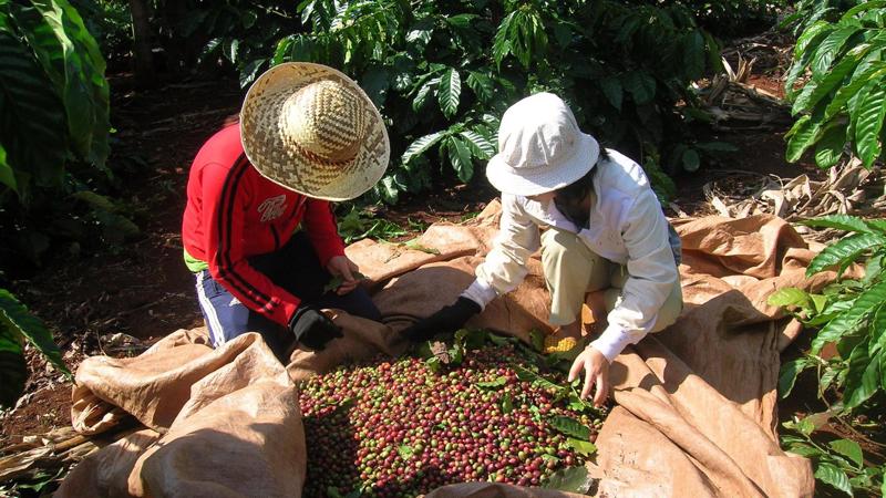 Xuất khẩu cà phê Việt Nam đang có nguy cơ suy giảm thị phần ở nhiều thị trường lớn.