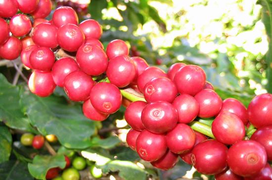 Kim ngạch xuất khẩu cà phê năm nay có thể đạt 3 tỷ USD, tăng đến 60% so với năm 2010.