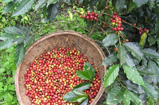 Tuy giá lên cao nhưng người trồng cà phê và các nhà đầu cơ nhỏ lẻ lại ngại bán ra vì vẫn còn mong giá lên cao thêm.