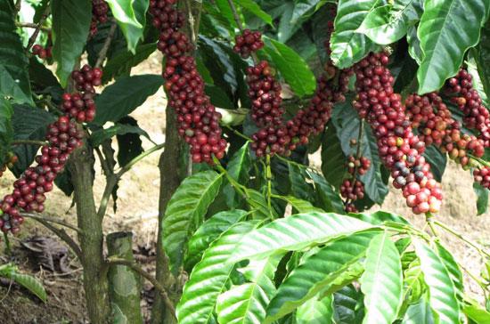 Nguồn cà phê nguyên liệu còn chưa tới 10% sản lượng thu hoạch.