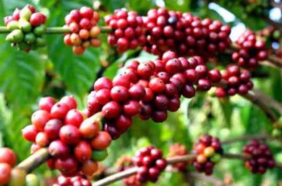 Từ thực tế các vụ vỡ nợ kinh doanh cà phê ở Việt Nam nhiều năm qua cho thấy, khi giá cà phê sụt giảm, đại lý, doanh nghiệp tư nhân cung ứng cà phê cho nhà xuất khẩu bị vỡ nợ. Đến khi giá tăng cao thì nhà xuất khẩu vỡ nợ hoặc thua lỗ. 
