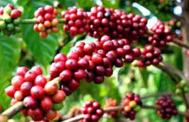 Năm 2011, theo ước tính của Vicofa, Việt Nam sẽ xuất khẩu khoảng 1,2 triệu tấn cà phê, kim ngạch đạt 2,6 tỷ USD.