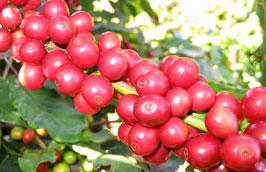 Dự báo niên vụ 2011/2012 xuất khẩu cà phê sẽ thu về 2,5 tỷ USD.