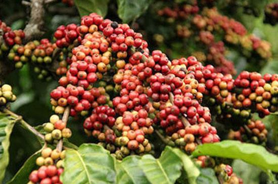 Cà phê đang là mặt hàng tăng trưởng mạnh nhất về giá trị sau 2 năm lao đao.