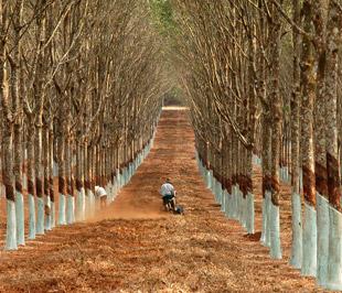 Mục tiêu đến năm 2010, cả nước sẽ đạt 700.000 ha trồng cây cao su theo quy hoạch.