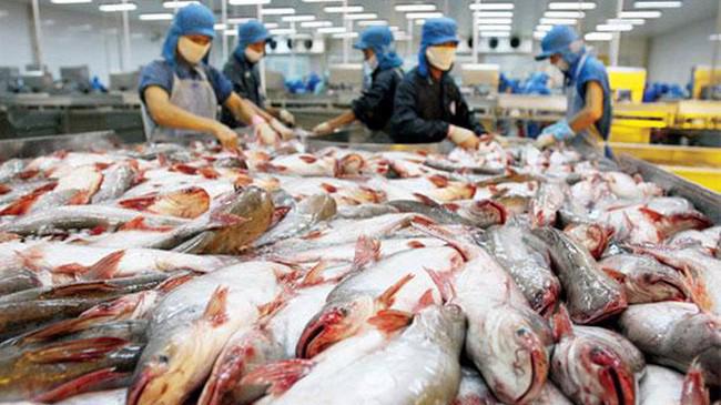 Từ trước đến nay Nhật Bản chưa lần nào lọt vào top 10 thị trường nhập khẩu lớn cá tra Việt Nam. 