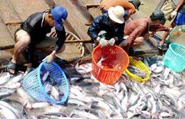 Hiện với 6.000 ha nuôi thả, sản lượng cá tra của Việt Nam là 1,5 triệu tấn/năm.
