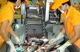 Nuôi và chế biến cá tra tại Việt Nam những năm qua đã có bước tiến rất lớn.