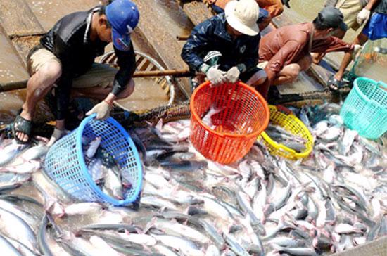 Giá sàn xuất khẩu cá tra thịt trắng trong năm 2011 là 3 USD/kg.