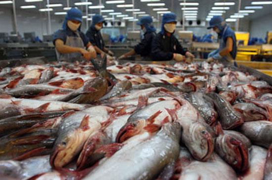 Từ ngày 20/10 đến nay giá cá tra liên tục tăng, từ 26.000 đến 28.500đồng/kg.