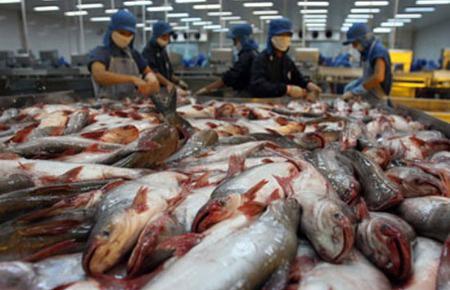 Sáu tháng đầu năm, xuất khẩu cá tra chỉ tăng 3% so với cùng kỳ năm ngoái, đạt 853,7 triệu USD.