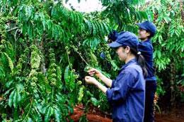 Trung tâm sẽ hỗ trợ nông dân trồng cà phê đạt được các chứng chỉ quốc tế về trồng cà phê bền vững cũng như cải thiện năng suất.