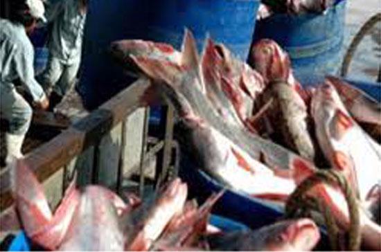 Agromonitor nhận định, cá tra, cá basa chính là sản phẩm chủ lực để giữ vững thị trường EU.