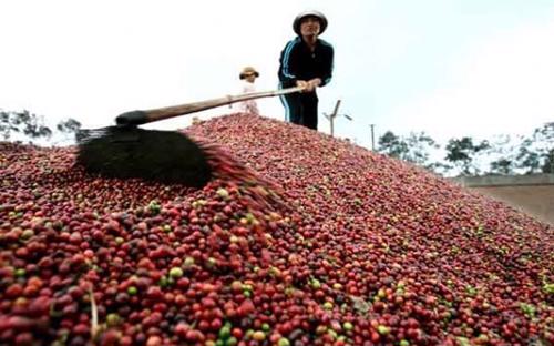 Từ ngày 1/1 đến 15/8/2017, xuất khẩu cà phê đạt 974.712 tấn, với giá trị 2,22 tỷ USD.
