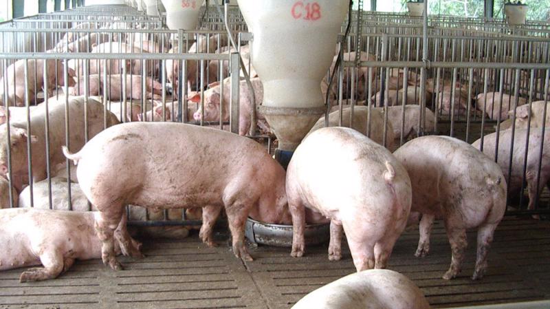 Hiện nay, nguồn lợn thịt còn lại chủ yếu nằm ở các công ty, trang trại lớn, 