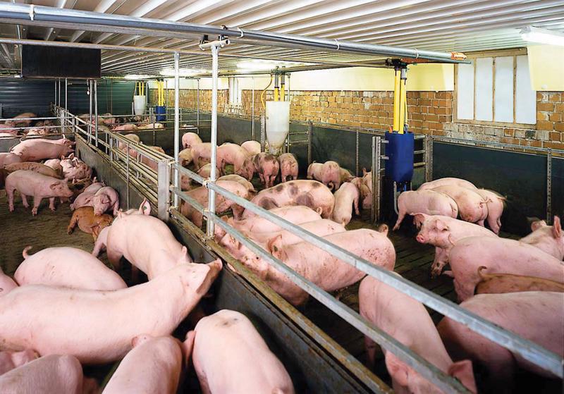 Đề xuất hỗ trợ 3 tỷ đồng cho dự án chăn nuôi lợn hơn 1.000 con.