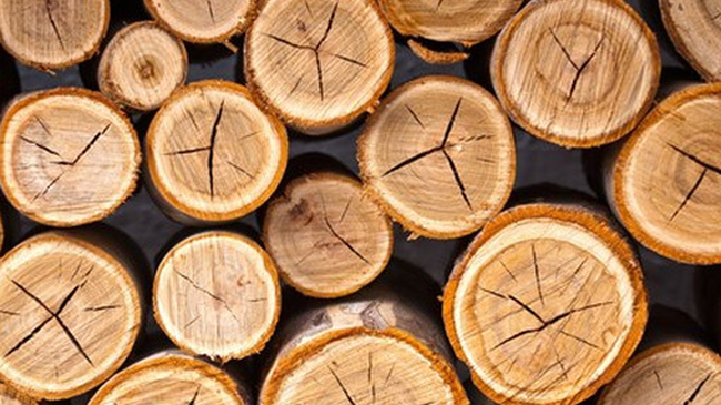 Công nghiệp gỗ tăng trưởng mạnh trong bối cảnh đại dịch Covid-19.