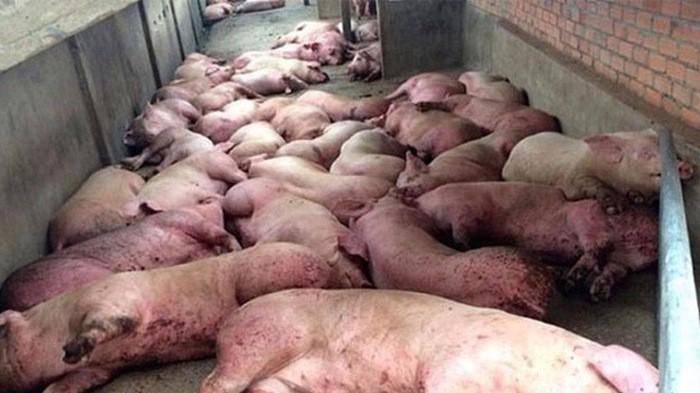 Cho đến nay, tổng số lợn bị bệnh buộc phải tiêu hủy là hơn 2,8 triệu con. Ảnh minh hoạ